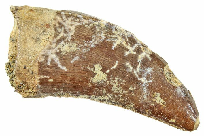 Serrated, Tyrannosaur (Nanotyrannus?) Tooth - Montana #245875